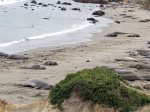 See the sea lions in San Simeon